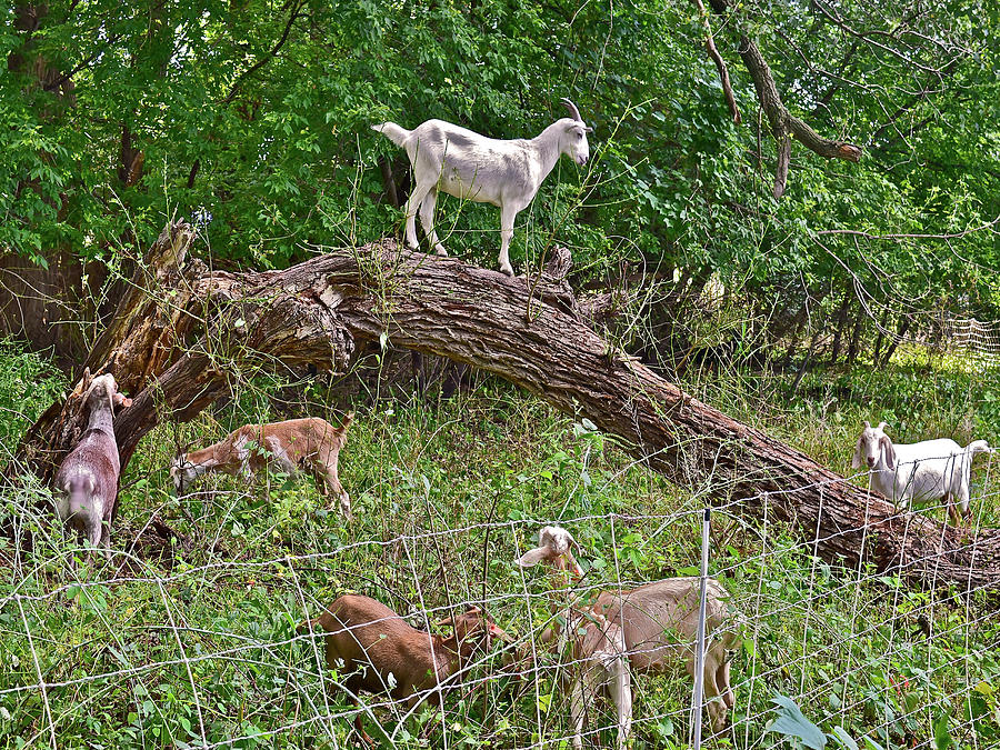 2021 Backyard Goats 4 Photograph by Janis Senungetuk