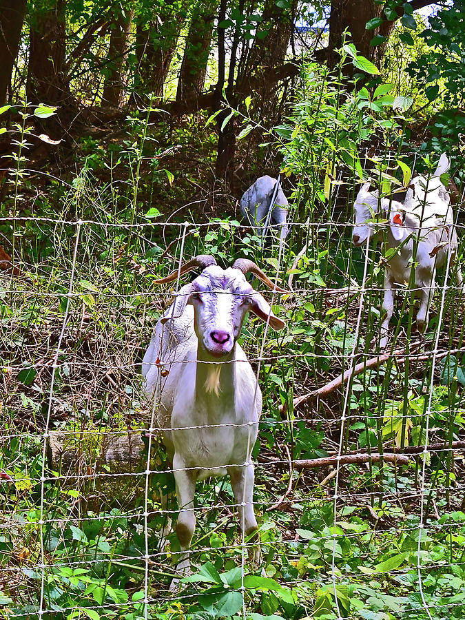 2021 Backyard Goats 5 Photograph by Janis Senungetuk