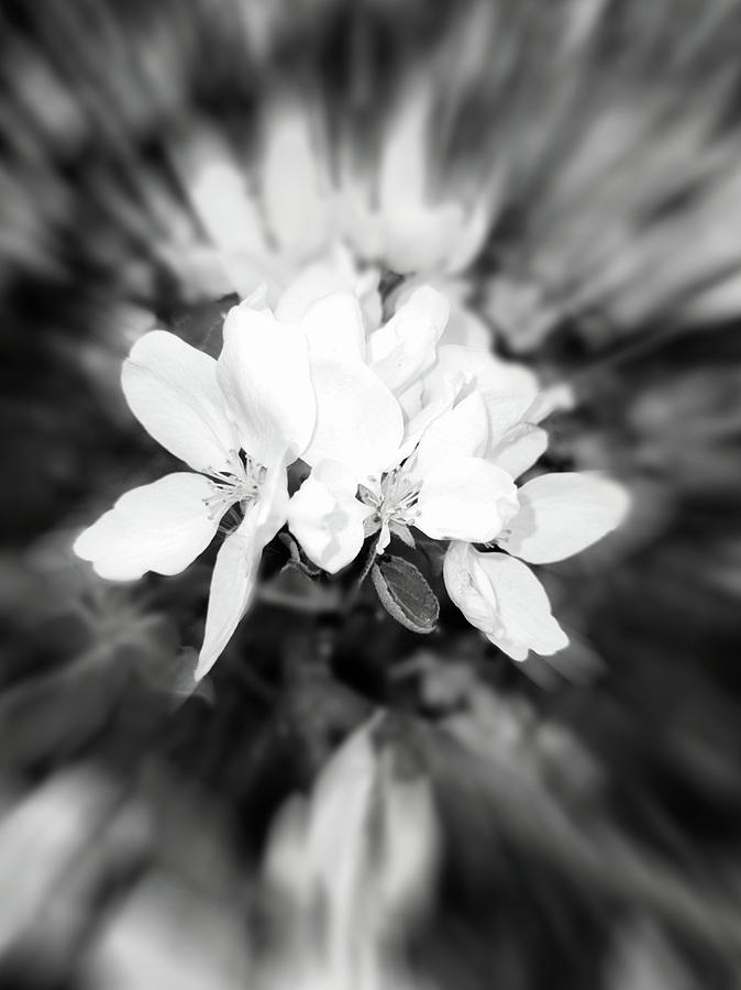 2021 Black and White Apple Blossom Zoom Blur Photograph Photograph by Delynn Addams
