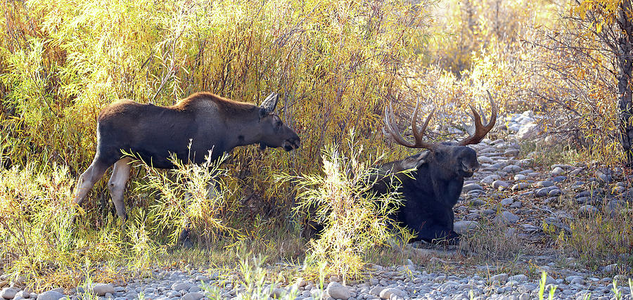 2021 Bull and Calf Photograph by Jean Clark