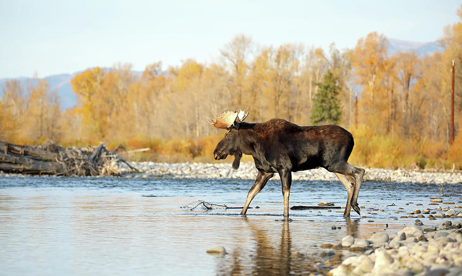 2021 Bull moose crossing river Photograph by Jean Clark