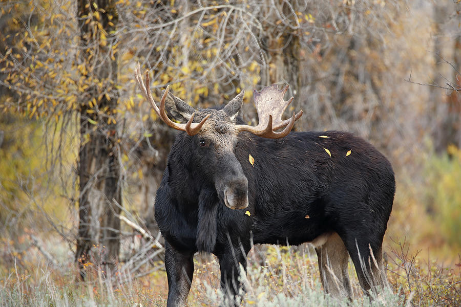 2021 Bull Moose Eight Photograph by Jean Clark