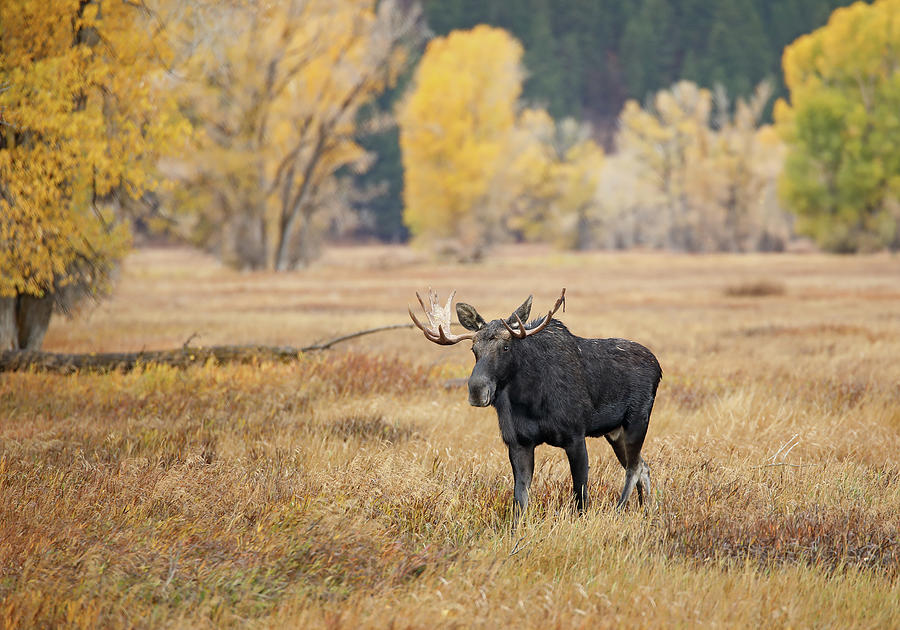 2021 Bull Moose in Pasture Photograph by Jean Clark