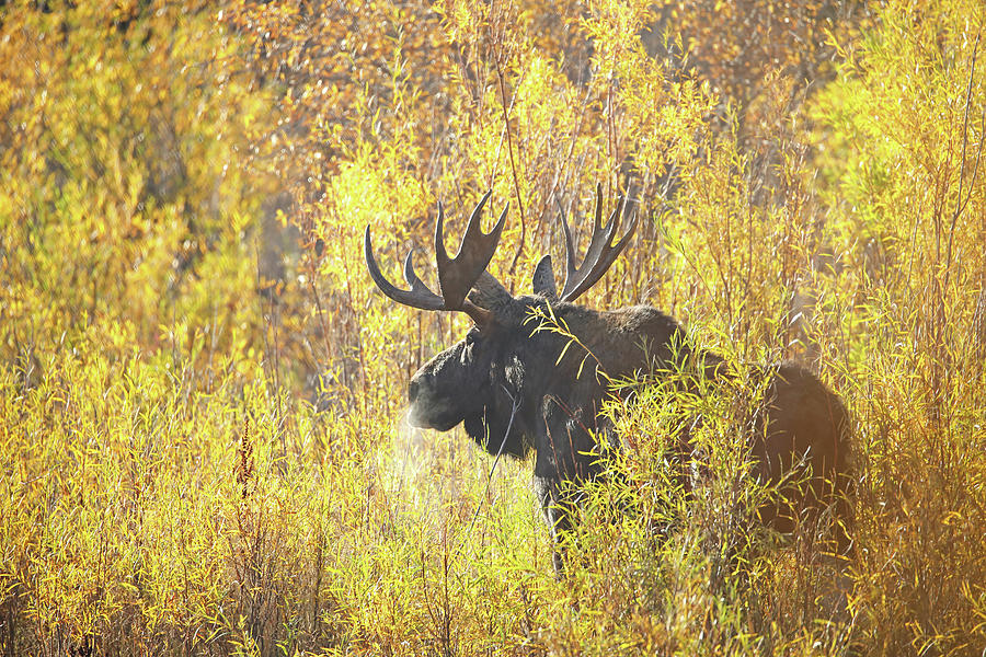 2021 Bull moose in sunlight Photograph by Jean Clark