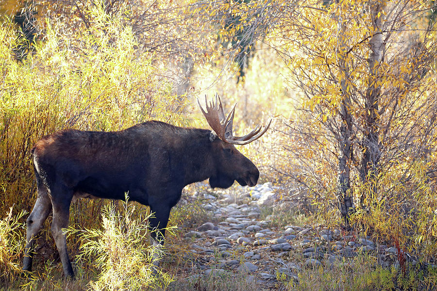 2021 Bull Moose Nine Photograph by Jean Clark