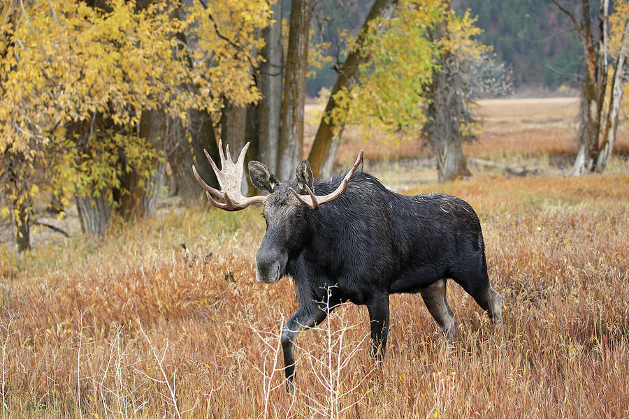 2021 Bull Moose Seven Photograph by Jean Clark