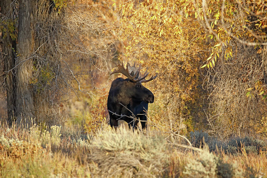 2021 Bull Moose Six Photograph by Jean Clark