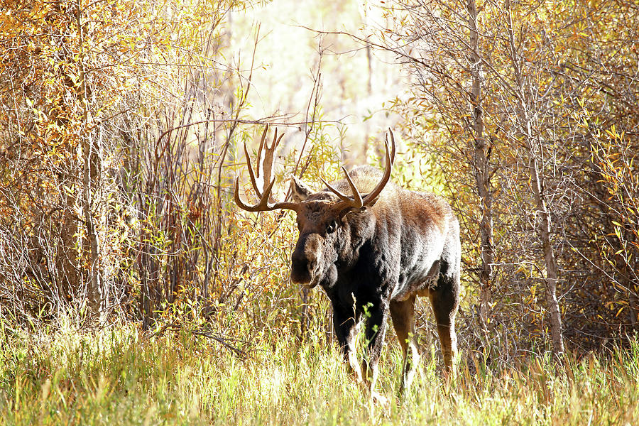 2021 Bull Moose Ten Photograph by Jean Clark