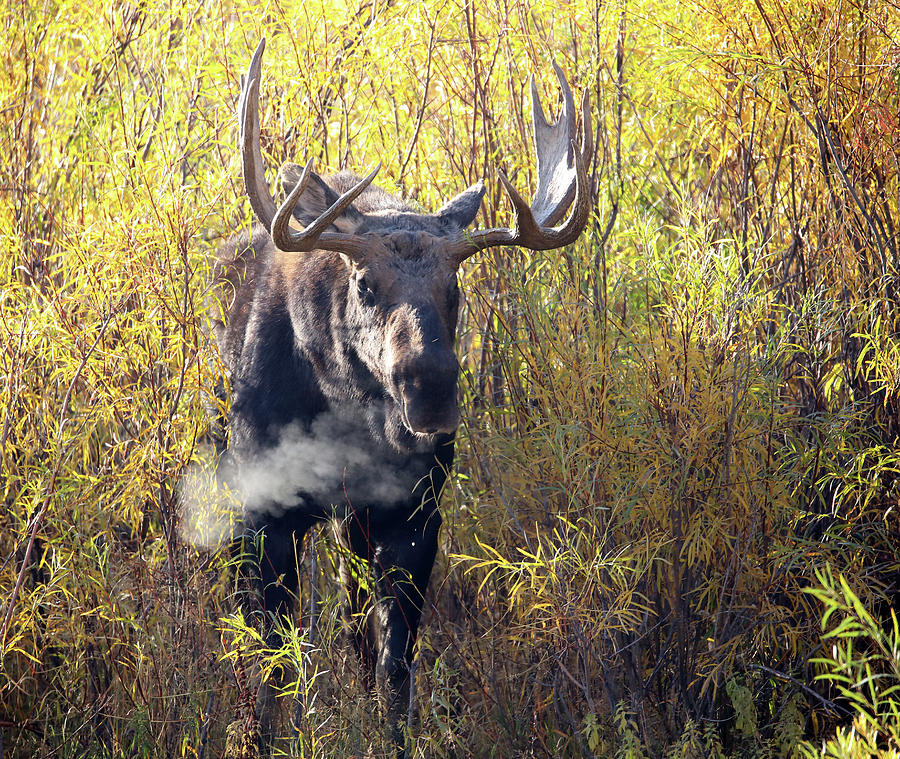 2021 Bull Moose Three Photograph by Jean Clark
