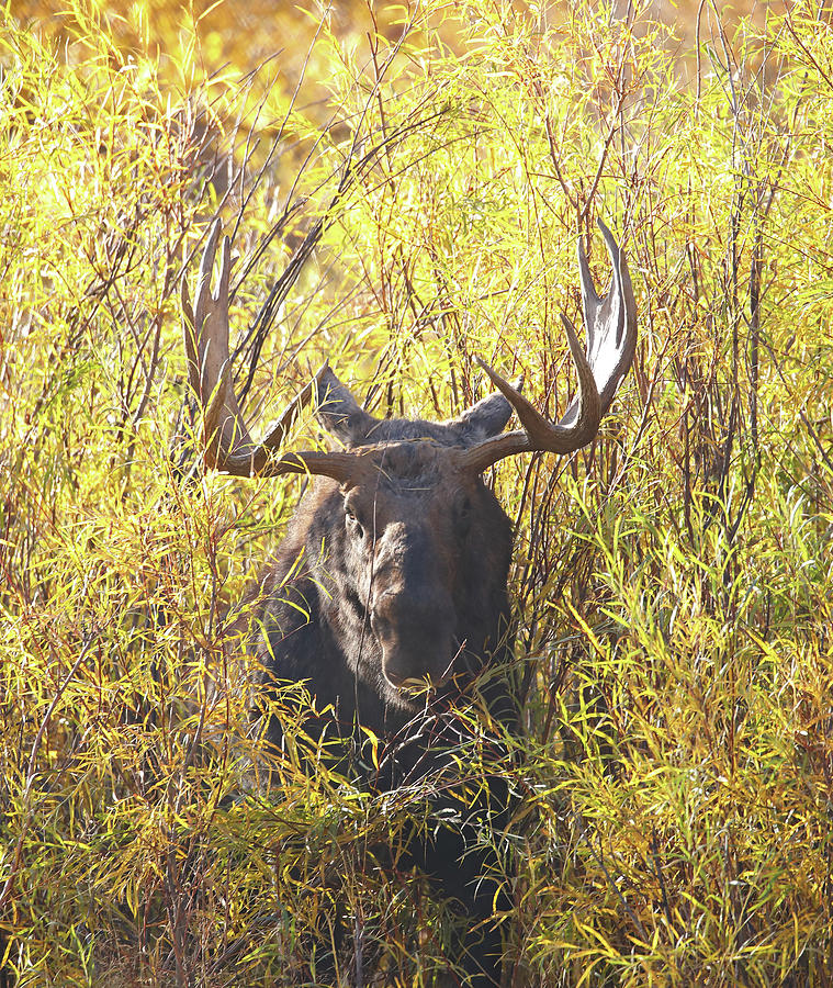 2021 Bull Moose Two Photograph by Jean Clark