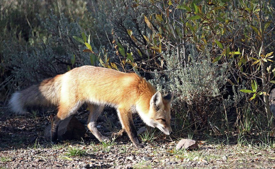 2021 Fox Two Photograph by Jean Clark