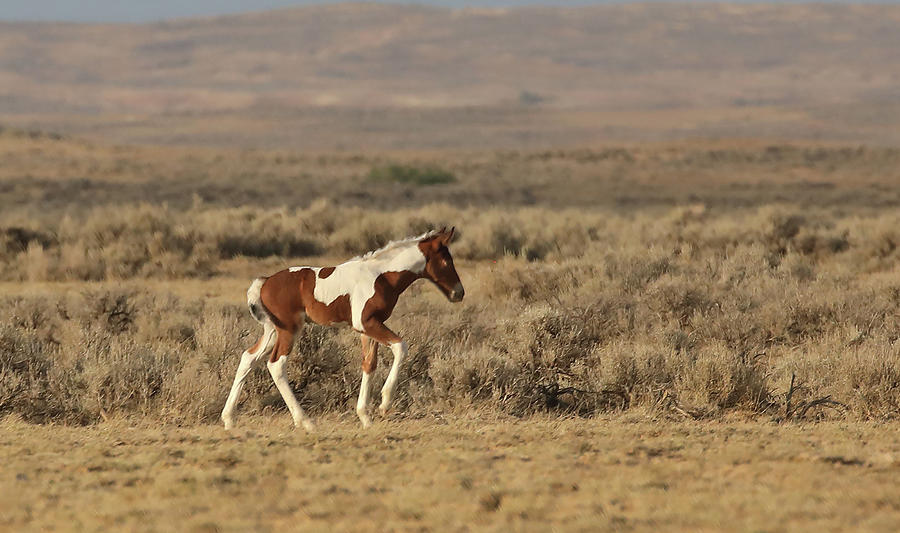 2021 Late Summer Foal Photograph by Jean Clark