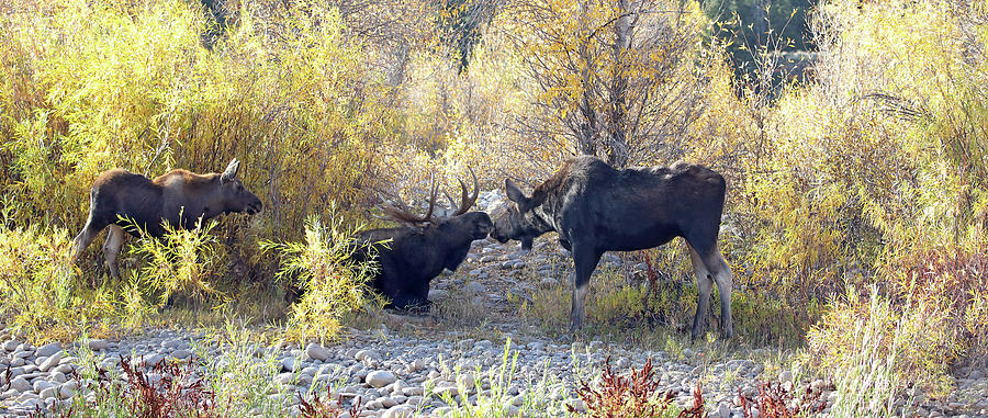 2021 Moose bull cow, calf Photograph by Jean Clark