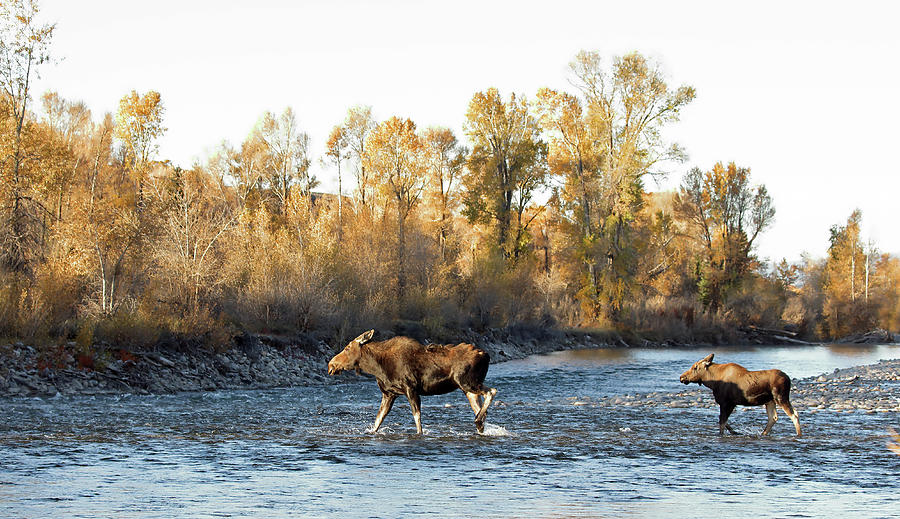 2021 Moose cow and calf crossing river Photograph by Jean Clark