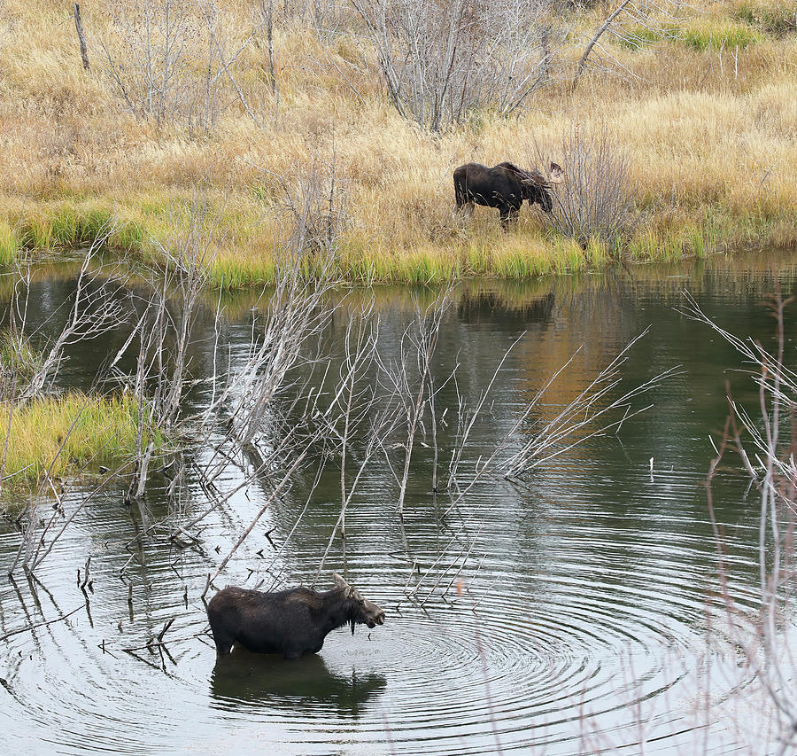 2021 Moose cow in water Photograph by Jean Clark
