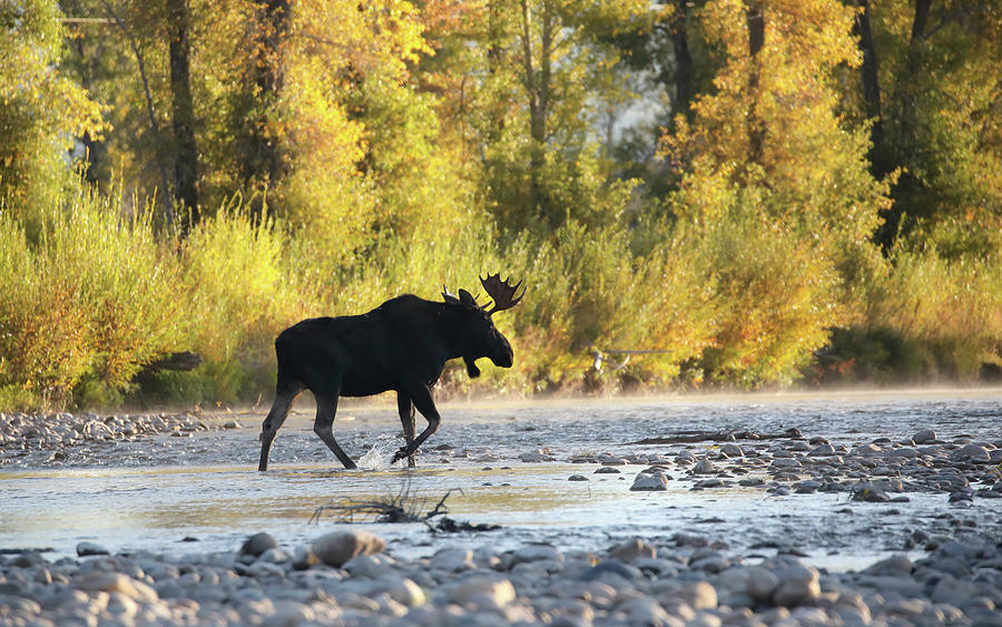 2021 Moose in River Photograph by Jean Clark