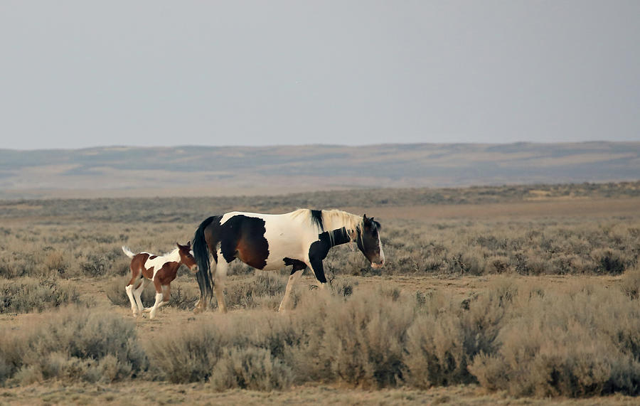 2021 Mustang Foal Photograph by Jean Clark
