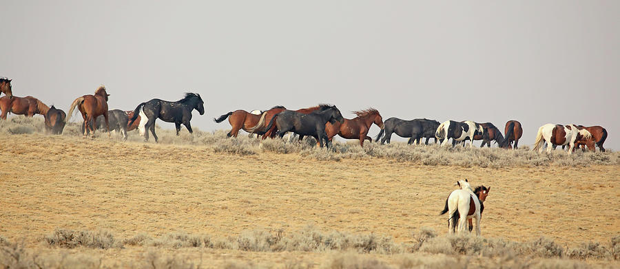 2021 Mustangs on the move Photograph by Jean Clark