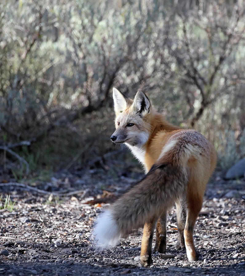 2021 Red fox Four Photograph by Jean Clark