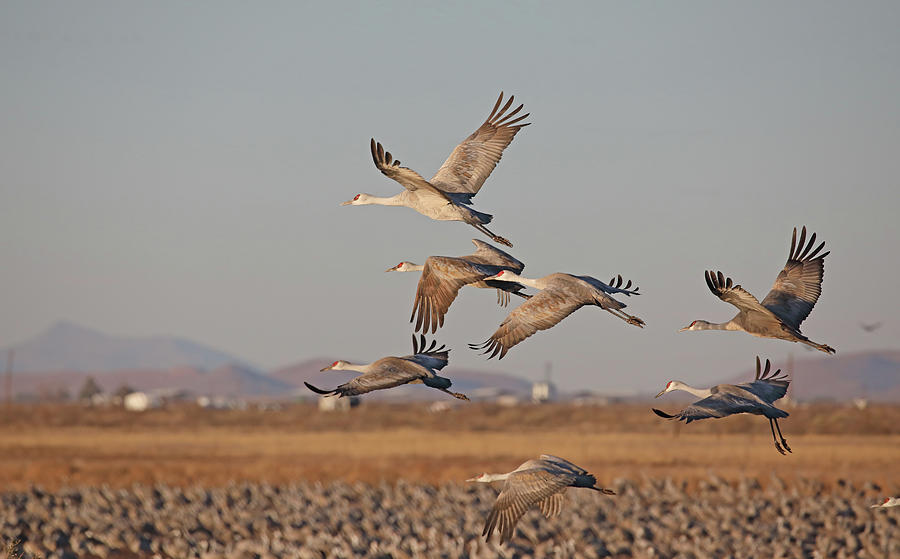 2021 Sandhill Cranes at Whitewater Draw On Photograph by Jean Clark