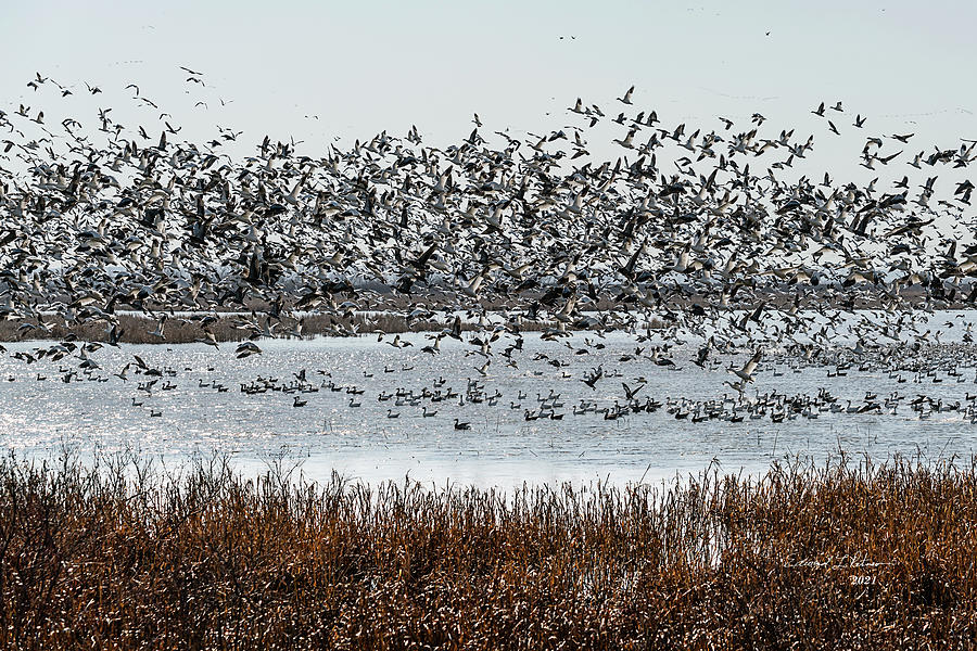 2021 Snow Geese Migration Photograph by Ed Peterson