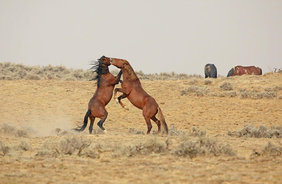 2021 Stallions  Photograph by Jean Clark