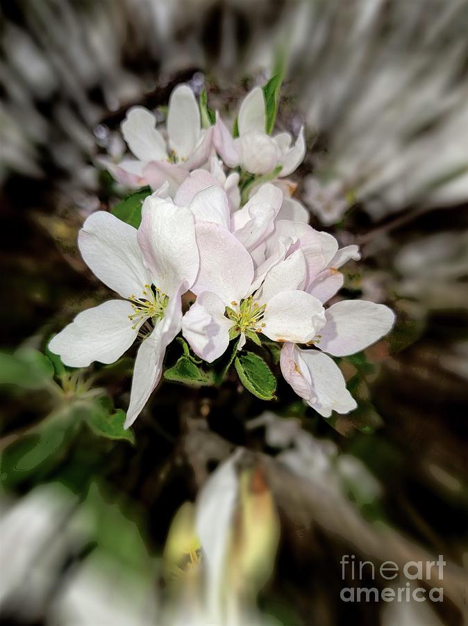 2021 White Apple Blossom Zoom Blur Photograph Photograph by Delynn Addams