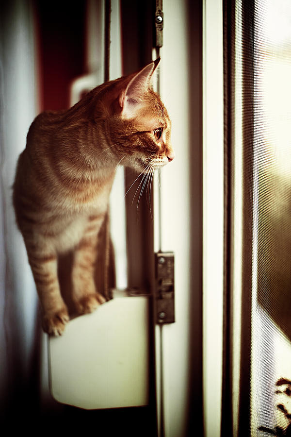 Cat Photograph - 20210325 - Outside by Viktor Kovacs