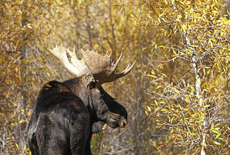 2022-Bull Moose-2 Photograph by Jean Clark