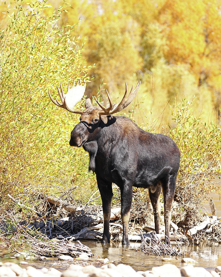 2022 Bull Moose Four Photograph by Jean Clark