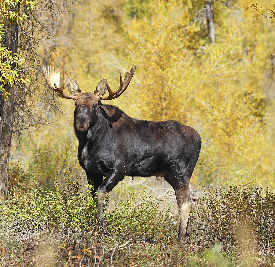 2022 Bull Moose Photograph by Jean Clark