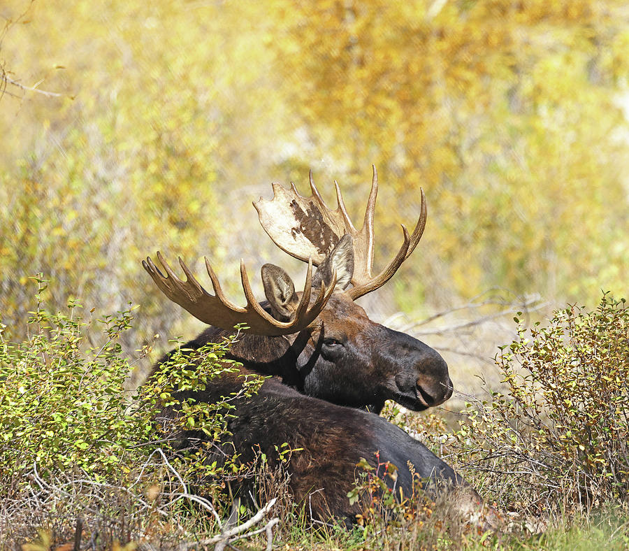 2022-Bull Moose Three Photograph by Jean Clark