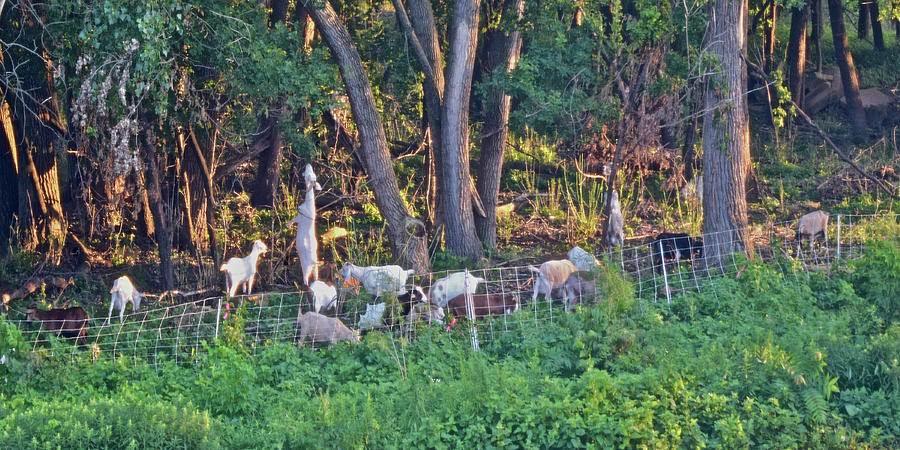 2022 Goats at the Basin July Visit 4 Photograph by Janis Senungetuk