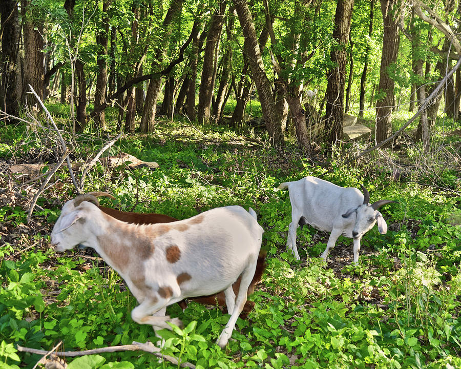 2022 Goats at the Basin July Visit 5 Photograph by Janis Senungetuk