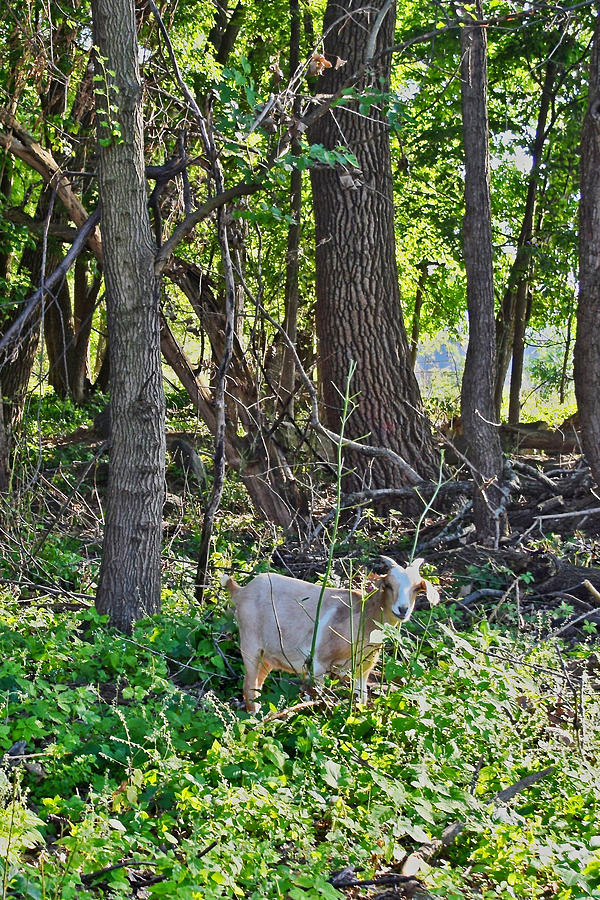 2022 Goats at the Basin July Visit 6 Photograph by Janis Senungetuk