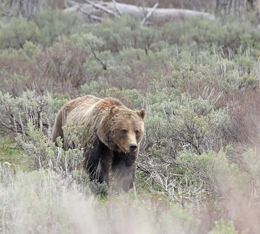 2022 Grizzly 399 Photograph by Jean Clark