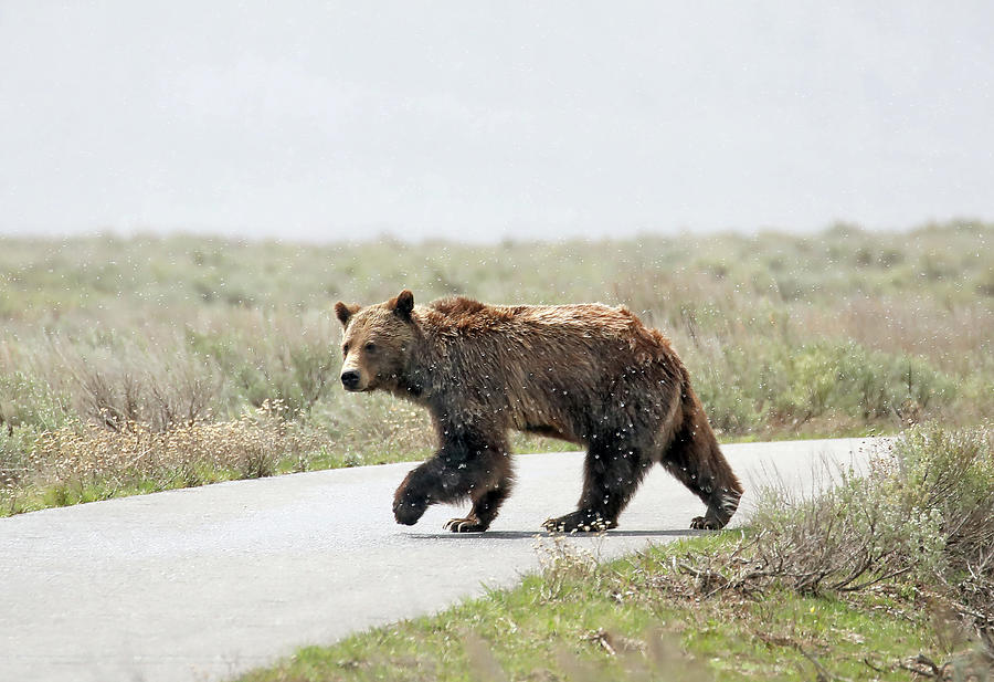 2022 Grizzly 399 one Photograph by Jean Clark