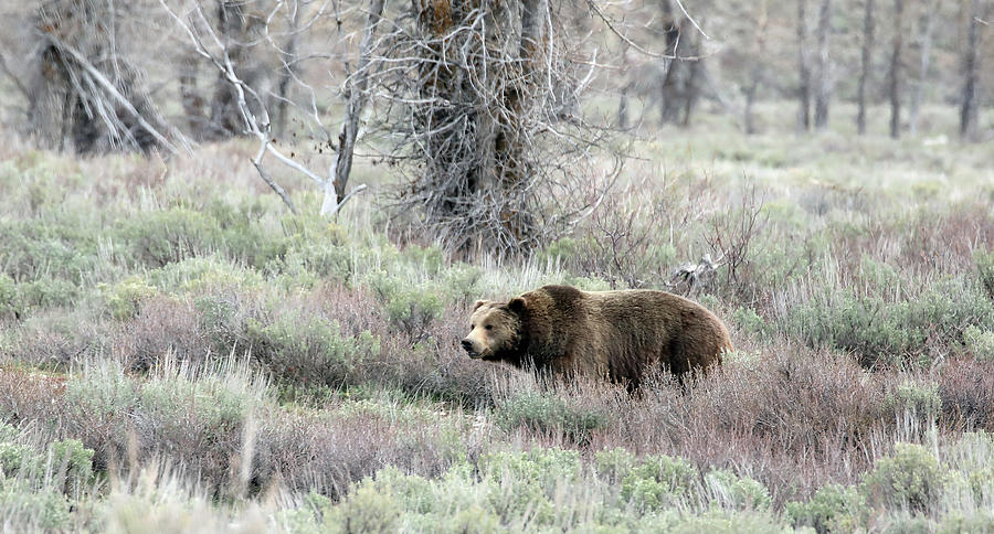 2022 Grizzly Boar one Photograph by Jean Clark