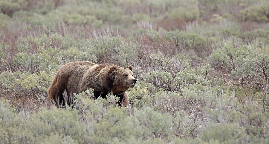 2022 Grizzly Boar two Photograph by Jean Clark