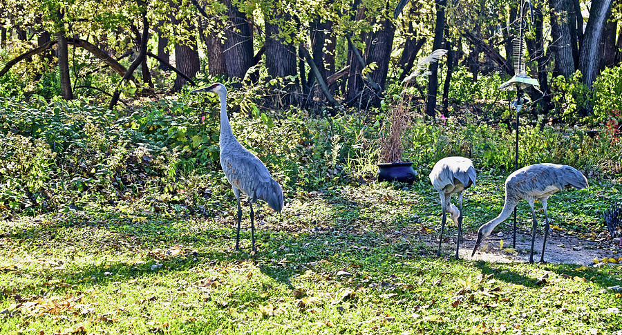 2022 Late October at Acewood Basin Cranes Photograph by Janis Senungetuk