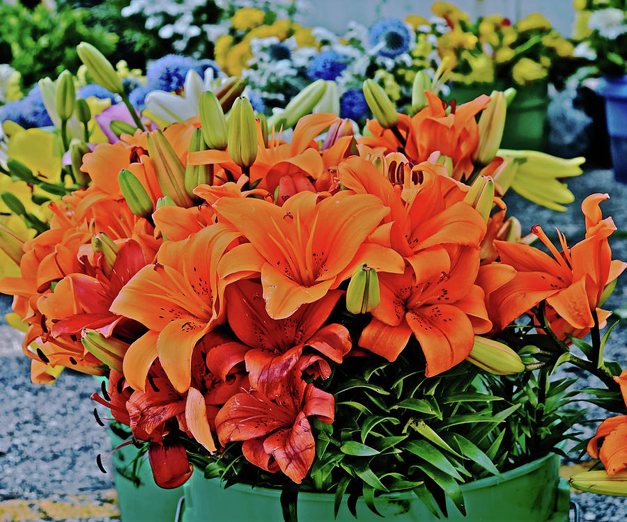 2022 Summer Market Lilies Photograph by Janis Senungetuk