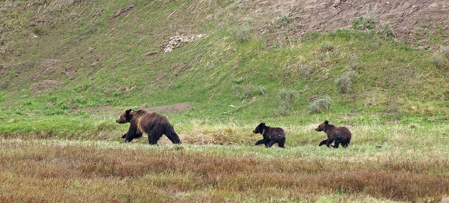 2023 634 and Cubs 3 Photograph by Jean Clark