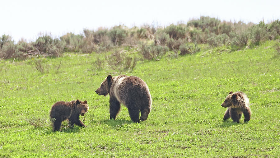 2023 634 and Cubs Photograph by Jean Clark
