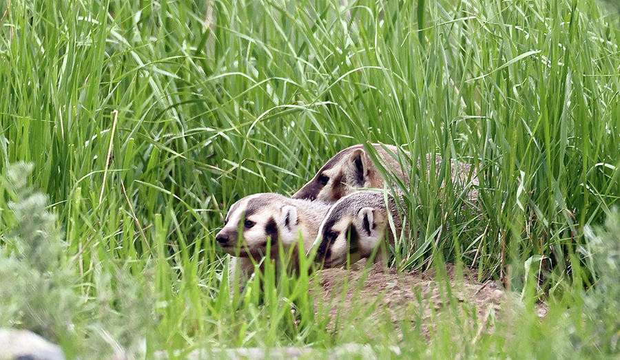 2023 Badgers 2 Photograph by Jean Clark