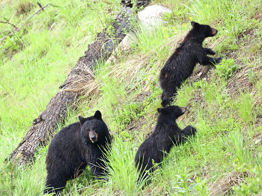 2023 Black Bear and Cubs Photograph by Jean Clark