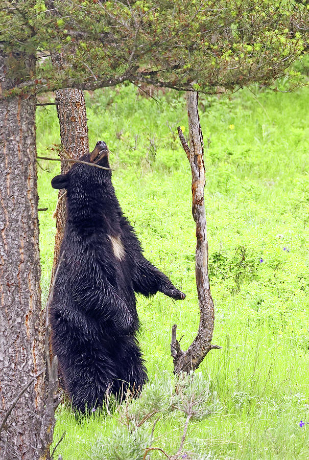 2023 Black Bear Scratching 2 Photograph by Jean Clark