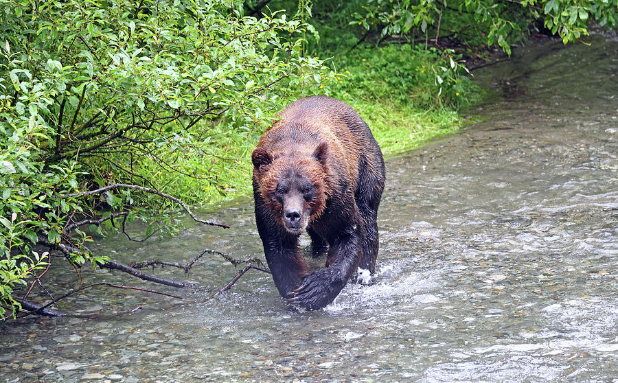 2023 Brown Bear boar 1 Photograph by Jean Clark