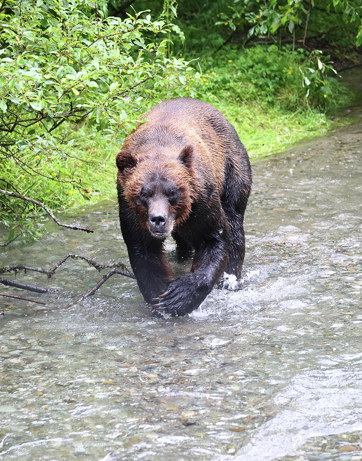 2023 Brown Bear boar 2 Photograph by Jean Clark