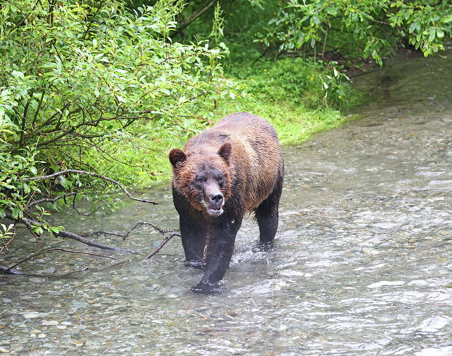 2023 Brown Bear Boar 3 Photograph by Jean Clark