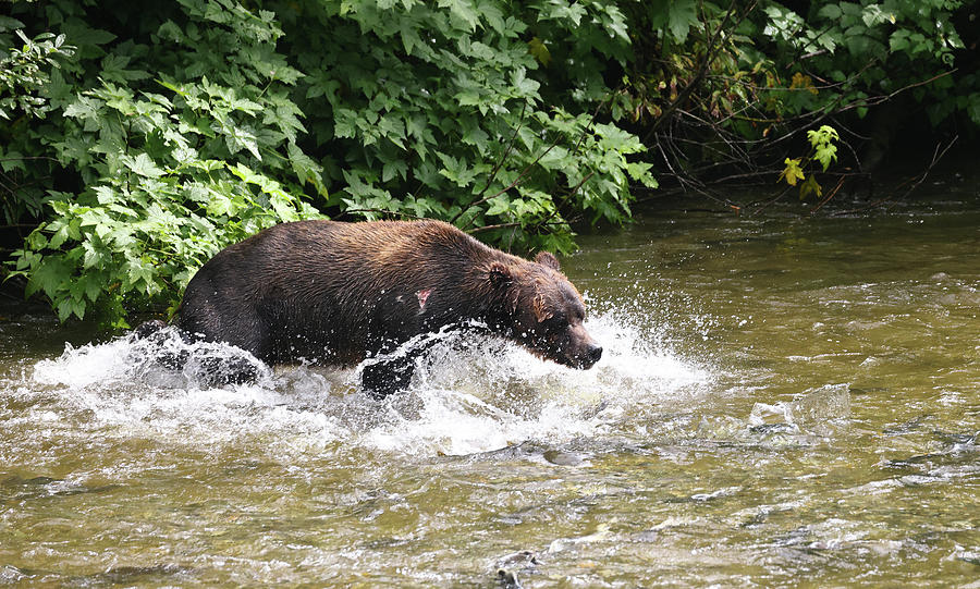 2023 Brown Bear Fishing Photograph by Jean Clark